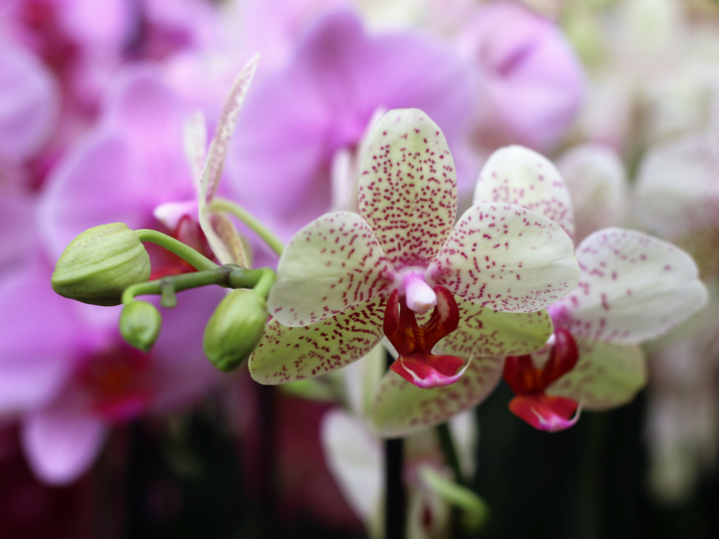 Orchids